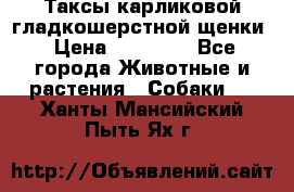 Таксы карликовой гладкошерстной щенки › Цена ­ 20 000 - Все города Животные и растения » Собаки   . Ханты-Мансийский,Пыть-Ях г.